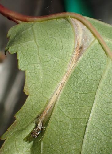 Réf. 276 108 : Phyllonorycter sp.